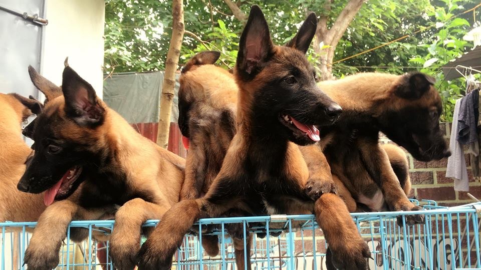 Hình ảnh becgie Bỉ tinh nghịch