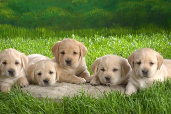 nam mo thay dan cho con moi de 3