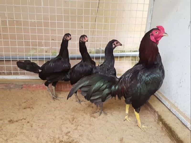 Gà Jap Asil Đá Hay Không? Cách Chọn Gà JAP Đạt Chuẩn 5 Jap Asil đấu với gà ngon? Đặc điểm gà chọi Giáp Mỹ cựa sắt