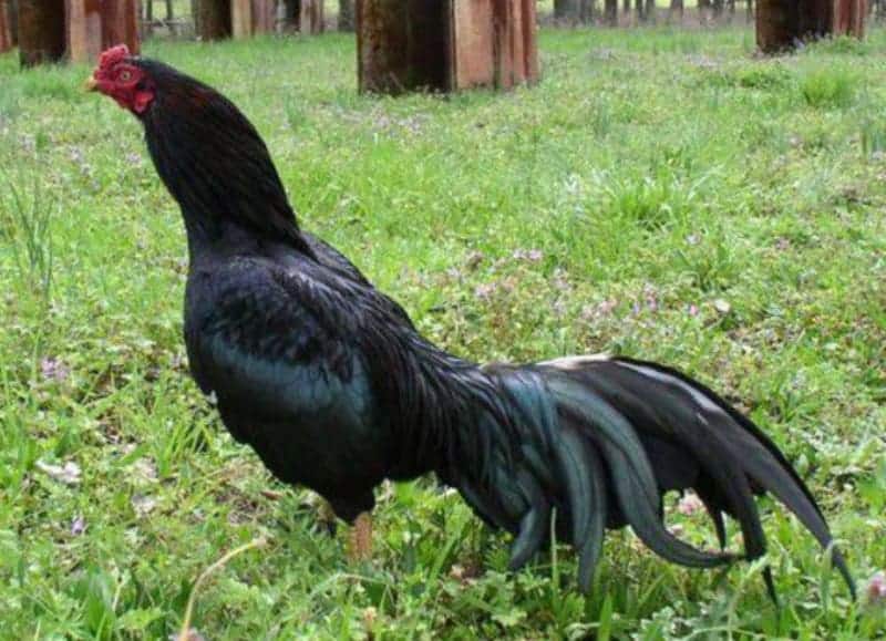 Gà Jap Asil Đá Hay Không? Cách Chọn Gà JAP Đạt Chuẩn 6 Jap Asil đấu với gà ngon? Đặc điểm gà chọi Giáp Mỹ cựa sắt