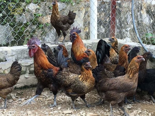 ngu mo thay bat ga 21779d4c49a14d5dbfcc998e568da516 grande