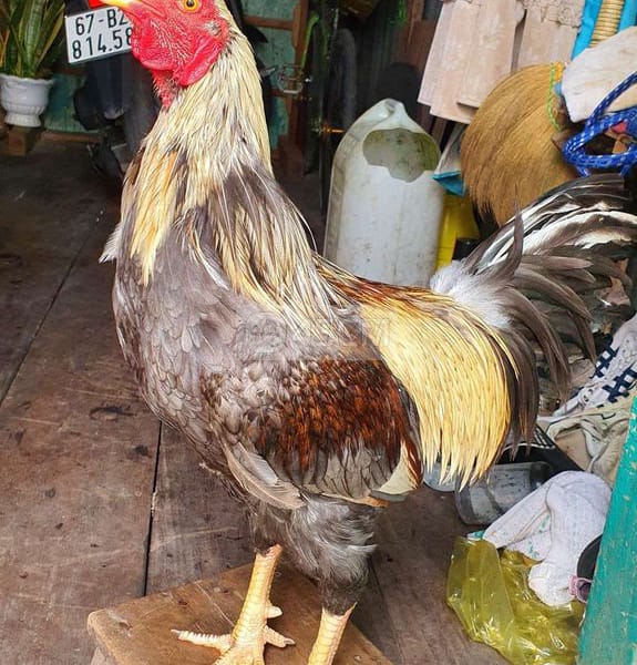 Gà Xám Chuối 3,3kg