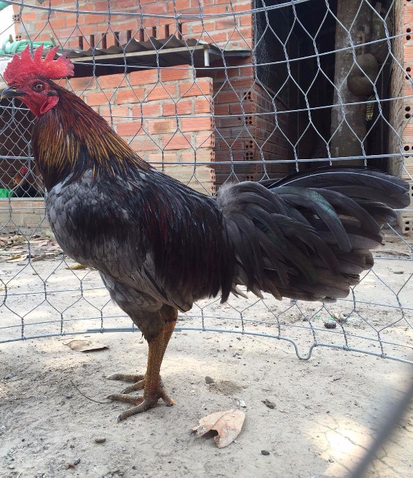 Bán Gà Nòi ₫Á Tiền 2016 - Gà Xám Vàng