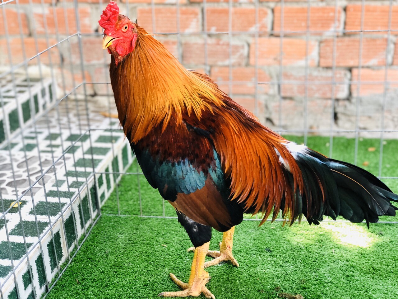 Nightingale là gì? Cách chính xác nhất để xác định màn đêm