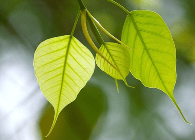 Nằm mơ thấy lá bồ đề có ý nghĩa gì? Tôi nên đặt cược vào con số nào?