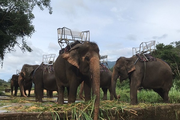 Con Voi số mấy? Nằm mơ thấy voi vào nhà báo điềm gì?