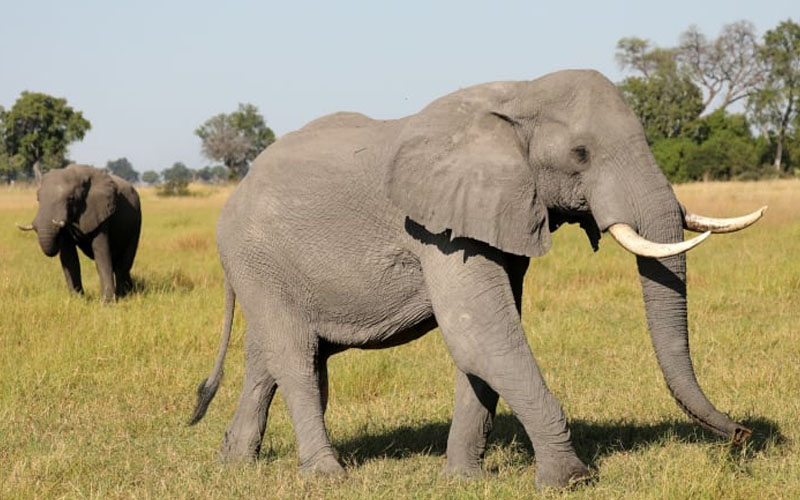 Nằm mơ thấy voi là điềm gì? - Công Decor Hà Nội