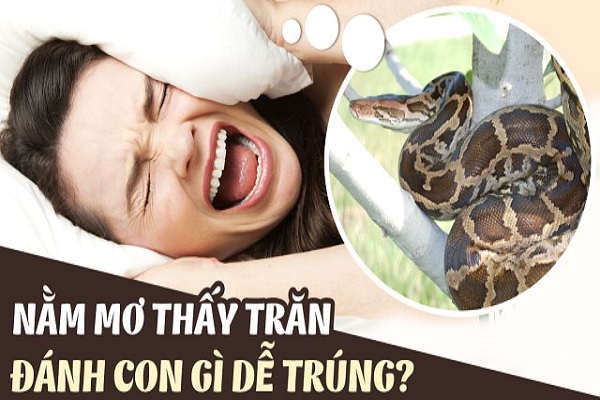 Con trăn số mấy? Mơ thấy trăn bò vào nhà là điềm gì?