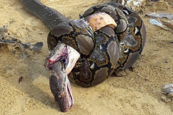 Con trăn số mấy? Mơ thấy trăn bò vào nhà là điềm gì?