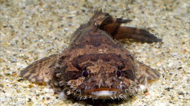 Cá ếch mặt quỷ sống ở vùng biển nhiệt đới và cận nhiệt đới Hình 1