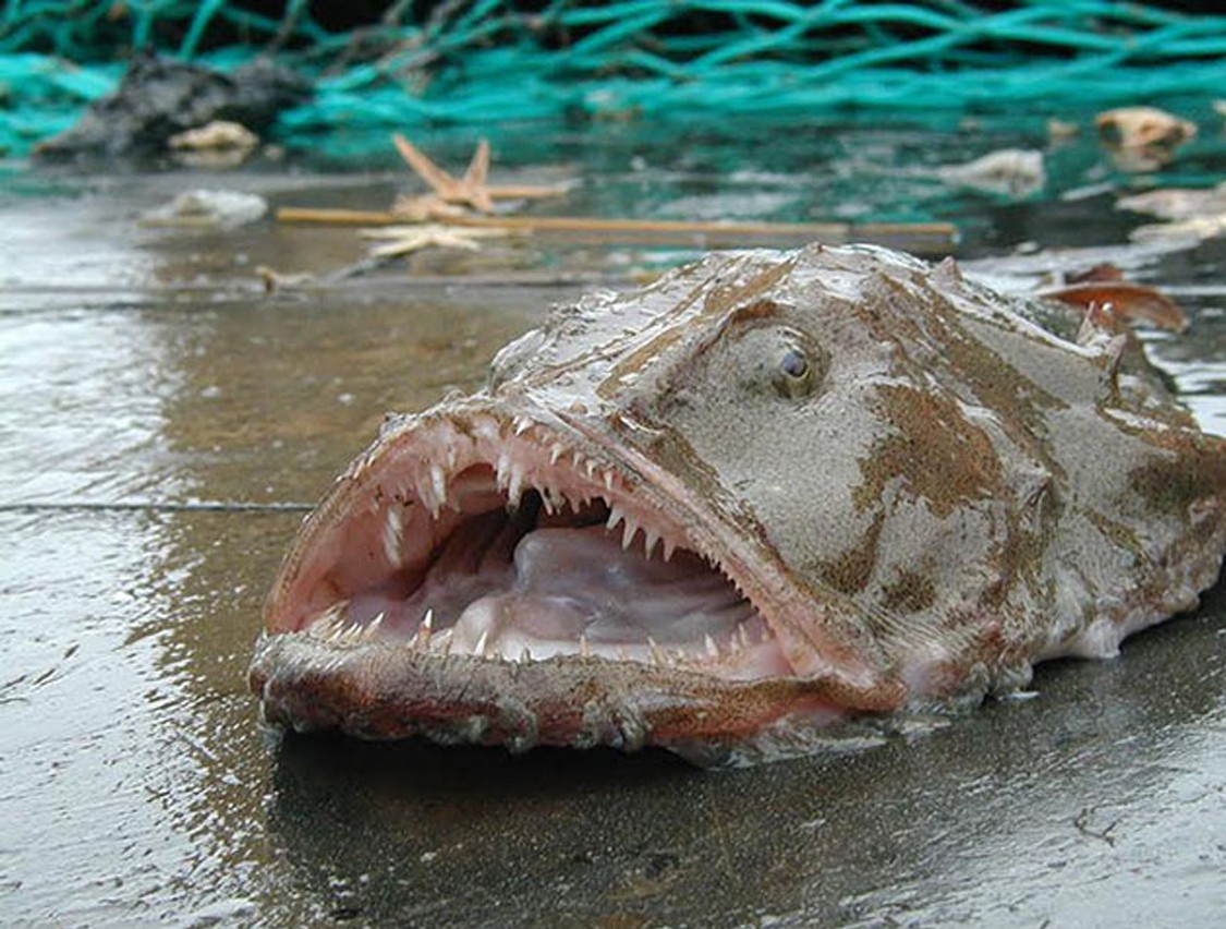 Loài cá này được tìm thấy ở Úc, Tasmania và New Zealand Hình 1