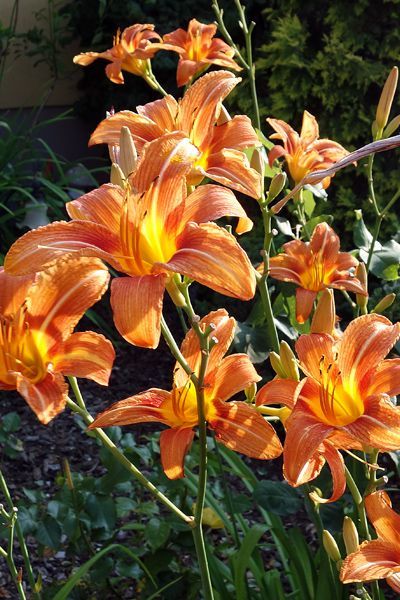 Ý Nghĩa Hoa Hiên: Biểu Tượng Tình Mẫu Tử Và Sự Tinh Khiết 1 Hoa Hiên